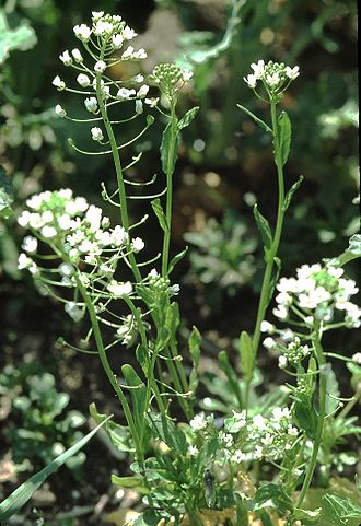 330px-Thlaspi_arvense1_eF